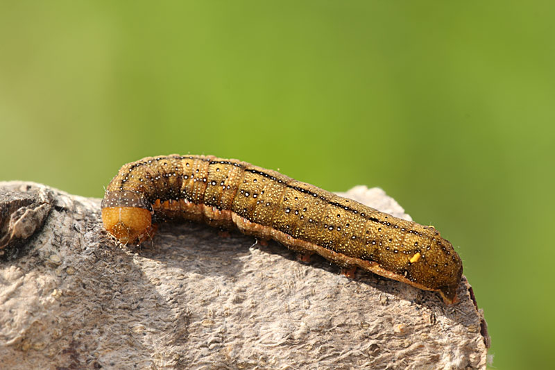 Bruco di Trachea atriplicis - Noctuidae